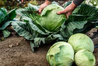 Kapusta - właściwości zdrowotne i lecznicze zastosowanie