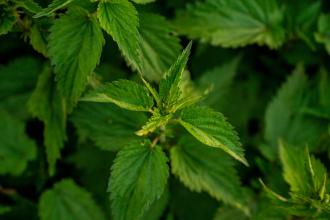 Powiększona prostata - przyczyny, diagnoza, zioła, które mogą pomóc