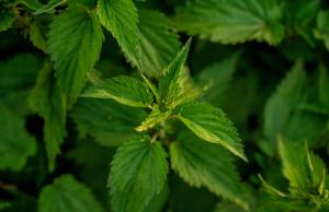 Powiększona prostata - przyczyny, diagnoza, zioła, które mogą pomóc