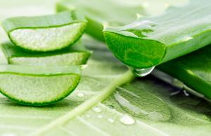 Pomogą wyregulować miesiączkę, zmniejszają ból - zioła najlepsze dla kobiet