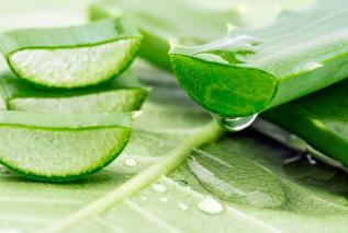 Pomogą wyregulować miesiączkę, zmniejszają ból - zioła najlepsze dla kobiet