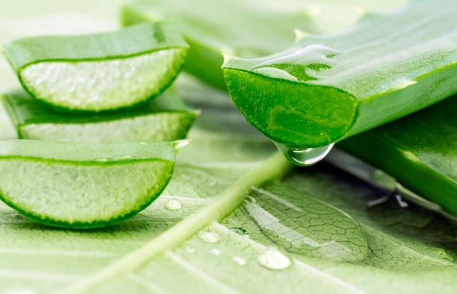 Pomogą wyregulować miesiączkę, zmniejszają ból - zioła najlepsze dla kobiet