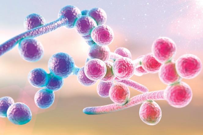 Kandydoza - przyczyny, objawy i sposoby leczenia