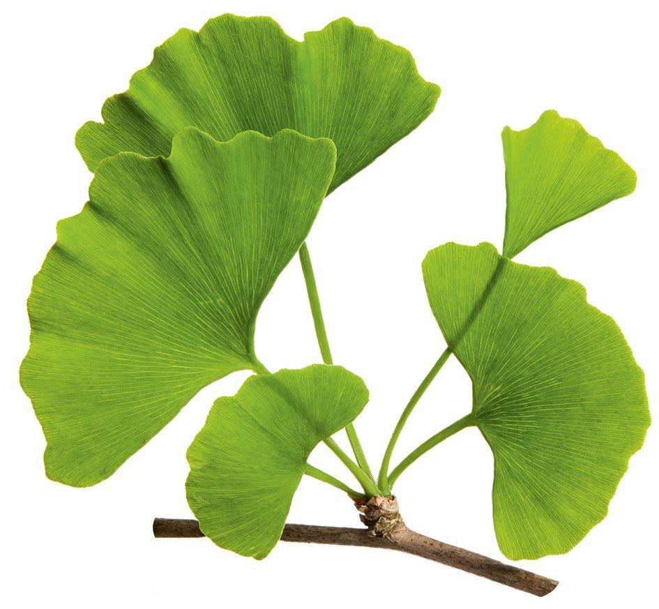 Miłorząb dwuklapowy