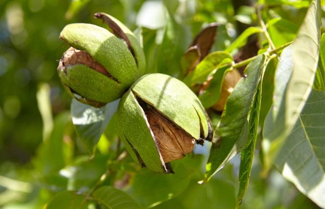 Orzech włoski - zdrowotne właściwości i zastosowanie (nie tylko w kuchni)