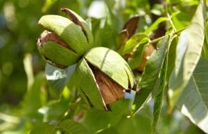 Orzech włoski - zdrowotne właściwości i zastosowanie (nie tylko w kuchni)