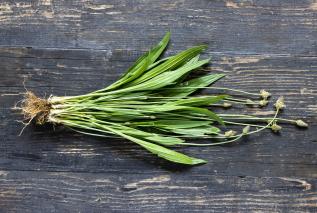 Babka lancetowata - właściwości lecznicze i zastosowanie
