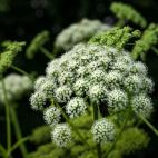 Chroni wątrobę, działa moczopędnie i przeciwcukrzycowo - mniszek lekarski