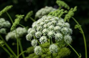 Dzięgiel leśny - niepozorna roślina o wielu leczniczych właściwościach