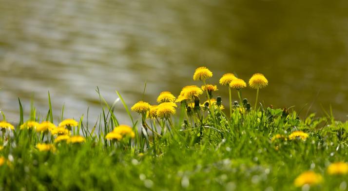 Chroni wątrobę, działa moczopędnie i przeciwcukrzycowo - mniszek lekarski