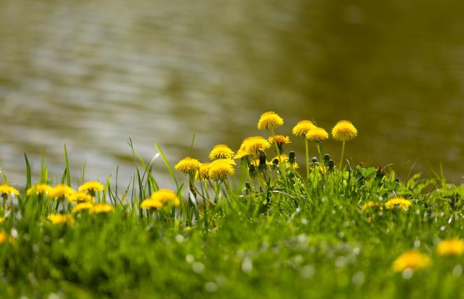 Chroni wątrobę, działa moczopędnie i przeciwcukrzycowo - mniszek lekarski
