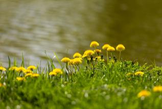Chroni wątrobę, działa moczopędnie i przeciwcukrzycowo - mniszek lekarski