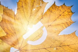 Witamina D jest fundamentem odporności. Co jeść, jak suplementować