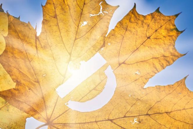 Witamina D jest fundamentem odporności. Co jeść, jak suplementować