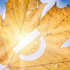 Dieta podnosząca odporność. Najzdrowsze produkty i ich działanie