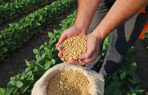 Nattokinaza – enzym, który chroni przed udarem?