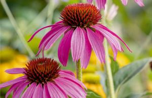 Jeżówka purpurowa - działanie zdrowotne i zastosowanie