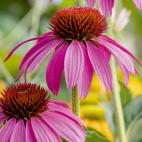 Promieniowanie UV i jego właściwości lecznicze