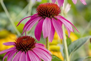 Jeżówka purpurowa - działanie zdrowotne i zastosowanie