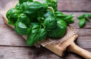 Bazylia - właściwości zdrowotne i zastosowanie