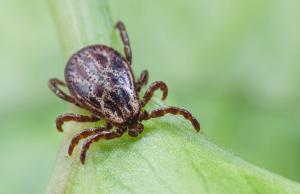 Neuroborelioza, czyli gdy kleszcz atakuje umysł - objawy, diagnostyka, leczenie