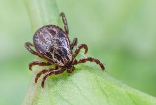 Neuroborelioza, czyli gdy kleszcz atakuje umysł - objawy, diagnostyka, leczenie