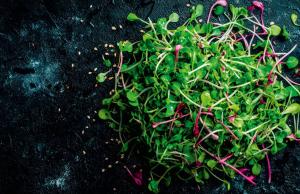 Kiełki - skarbnica składników odżywczych