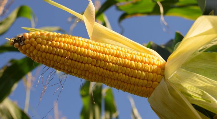 Wspiera pracę układu pokarmowego i metabolizm. Kukurydza - właściwości zdrowotne i zastosowanie