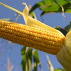 5 najcenniejszych ziołowych leków przeciwrakowych Ajurwedy 