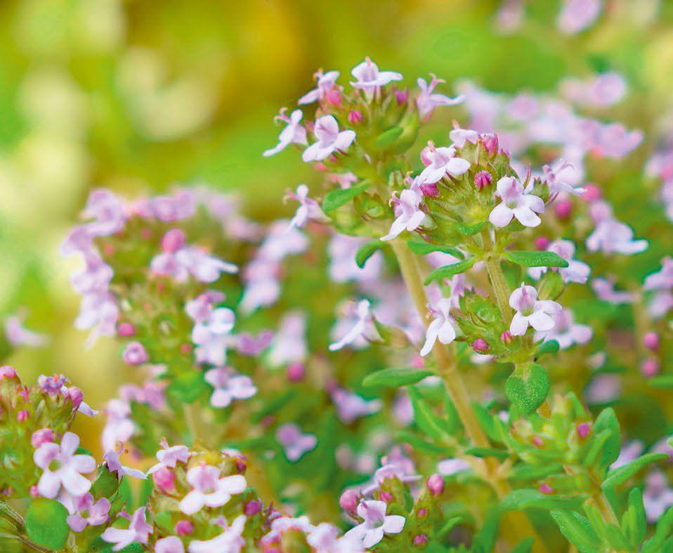 Macierzanka tymianek (Thymus vulgaris)
