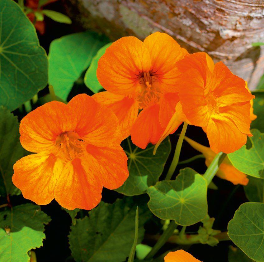 Nasturcja (Tropaeolum majus)