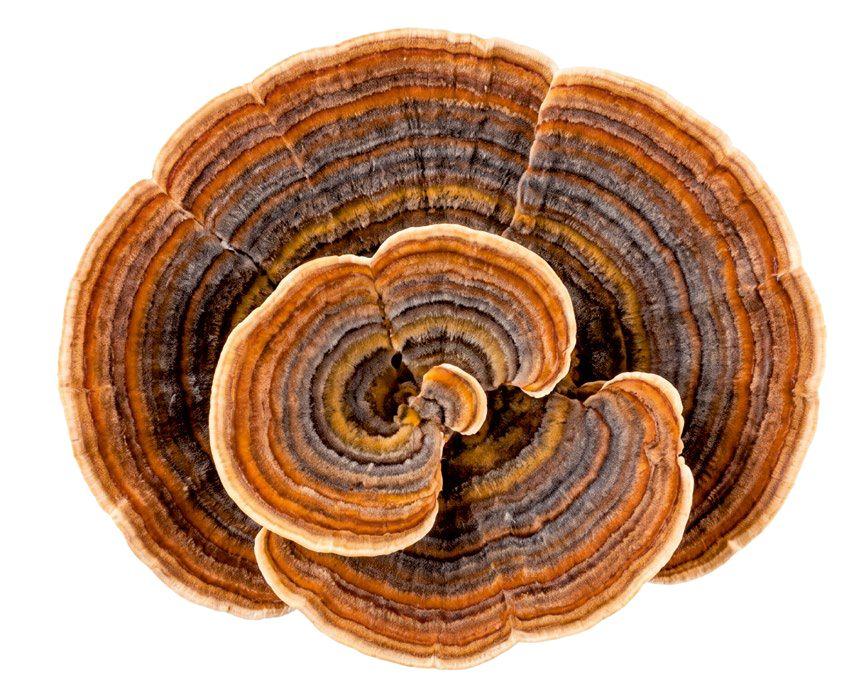 Wrośniak różnobarwny (Trametes versicolor)